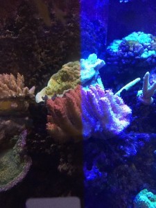 VividCoral2