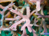 paraclavarina-triangularis-russel-kelley-3